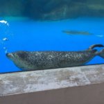 『越前松島水族館・福井』海の生物と触れ合える大人も子どもも楽しめる水族館