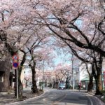 柏市内で桜が見られるカフェ＆公園まとめ