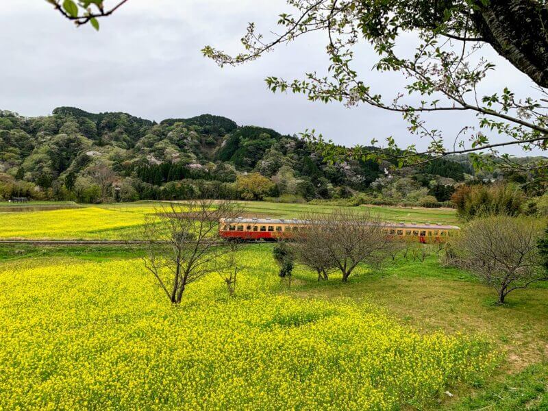 『石神菜の花畑』菜の花畑と桜の中を走る小湊鉄道